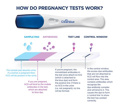 hcg pregnancy test